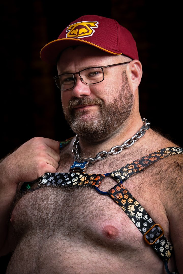 A broad, heavyset bear in a ballcap and glasses wears a paw-print pup harness and a chain collar, meeting the lens with a soft, easy half-smile.